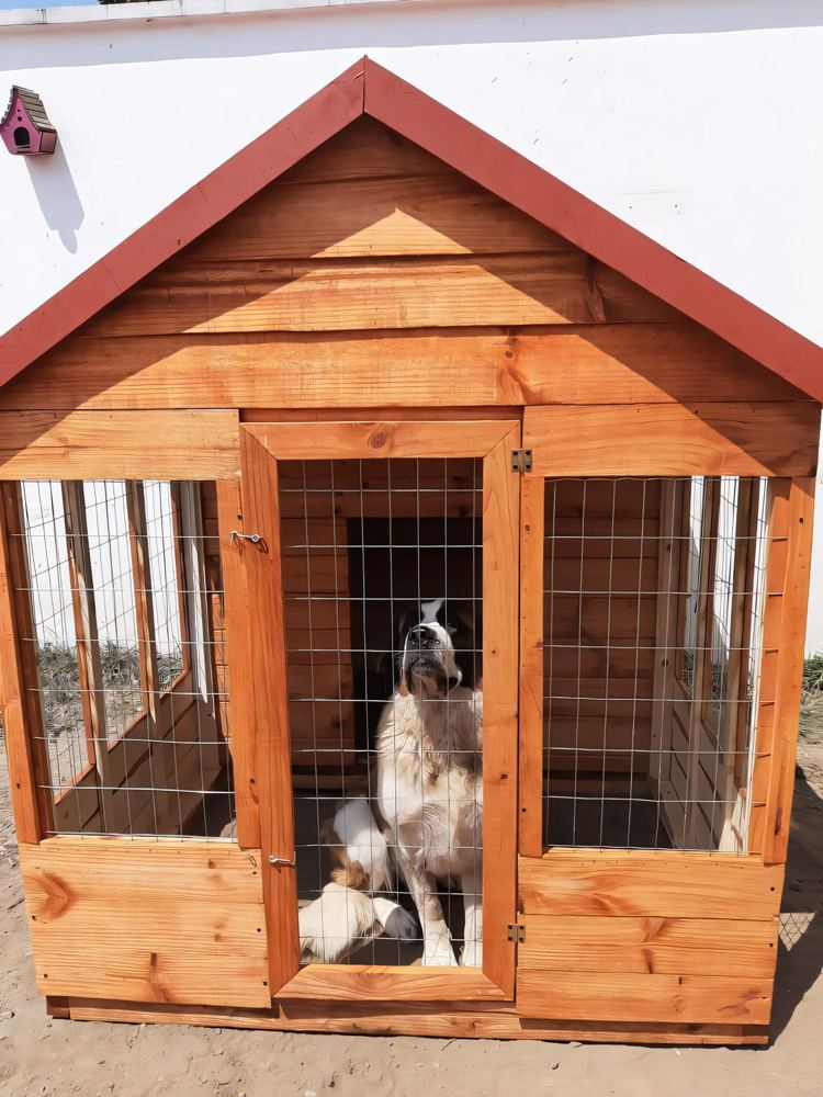 Timber dog kennel with a pitched roof and barred doors
